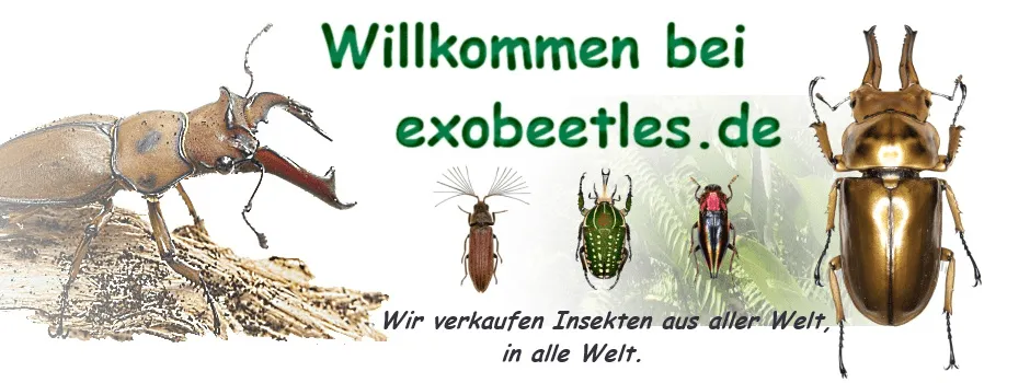 eBay Coupon
